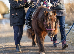Start des neuen Bereiches der Hippotherapie