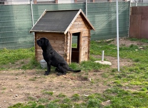 Artgerechter Aussenbereich für unsere Hunde