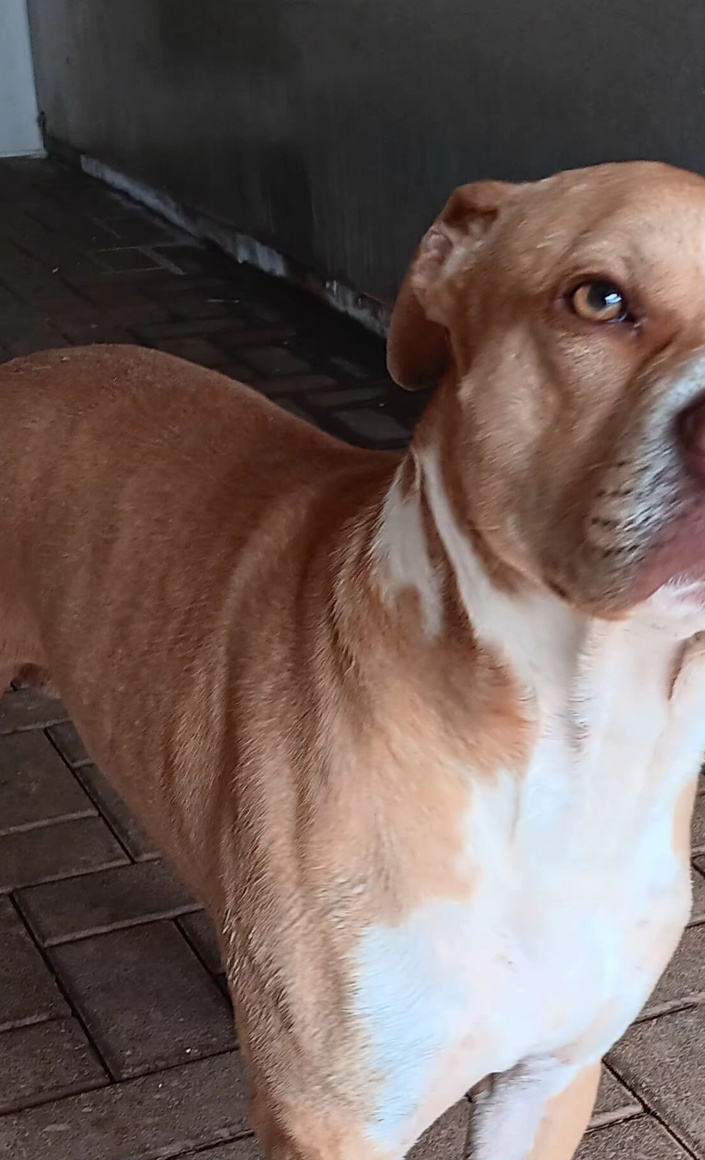 Neue "Wohnungen"  für Tierheimhunde