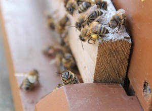 PROJEKT 2019: Bienenwachs für Qualitätshonig