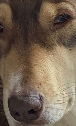 TIERHEIM , GNADENHOF , AUFFANGSTATION BRAUCHT HILFE