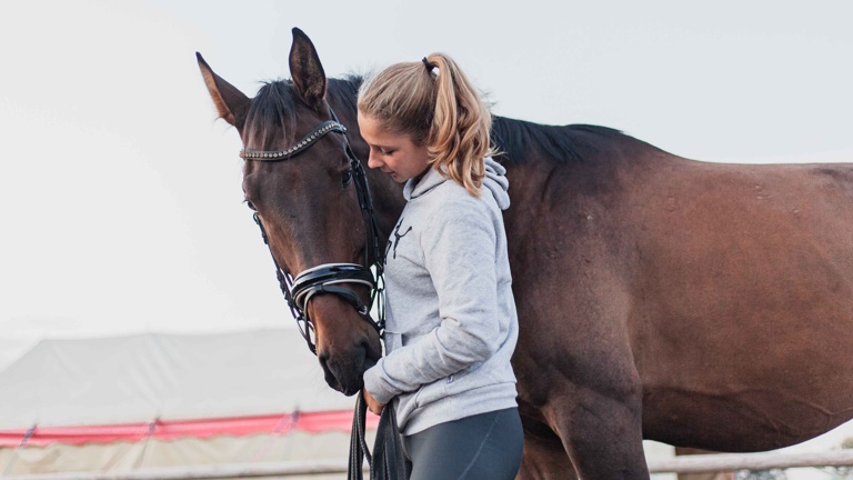 Voltigierpferd für die Lister Ponyschule e.V.