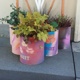 Eine Blumendose von Queerbeet