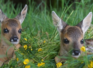 Drohnentechnik für die Rehkitzrettung