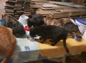 Futterstellen für Streunerkatzen und deren tierärztliche Versorgung