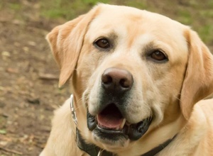 Therapie mit Hund Sam