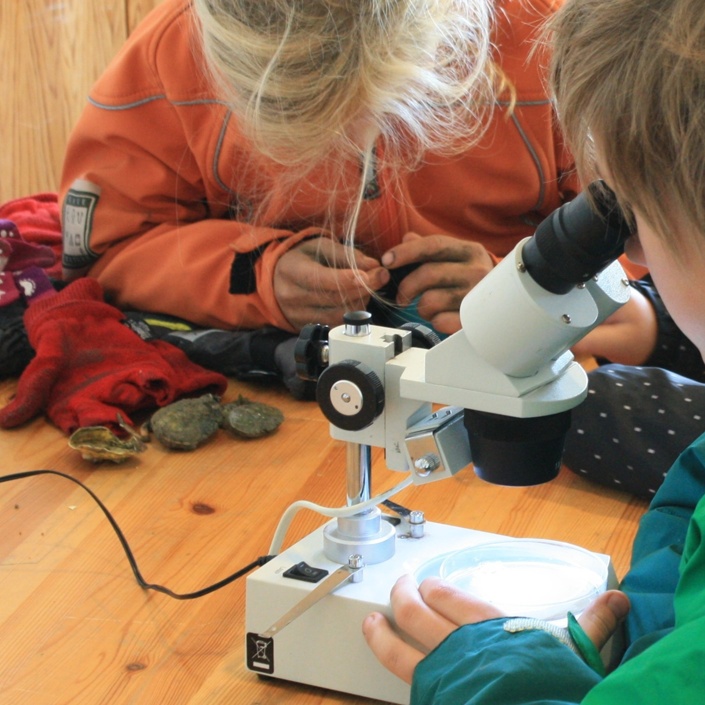 Umweltbildung für Schulklassen im Nationalpark-Haus Juist