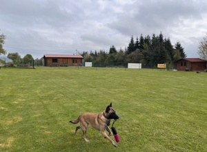 Mähroboter für den Hundeübungsplatz der Hot Dogs Waldbrunn