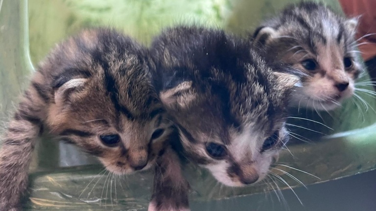 Kastrationsaktion Streunerkatzen