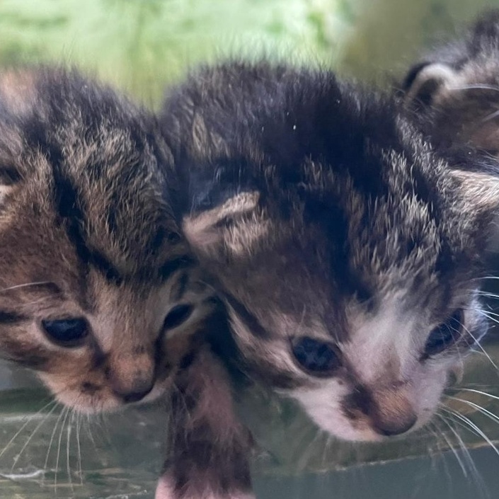 Kastrationsaktion Streunerkatzen