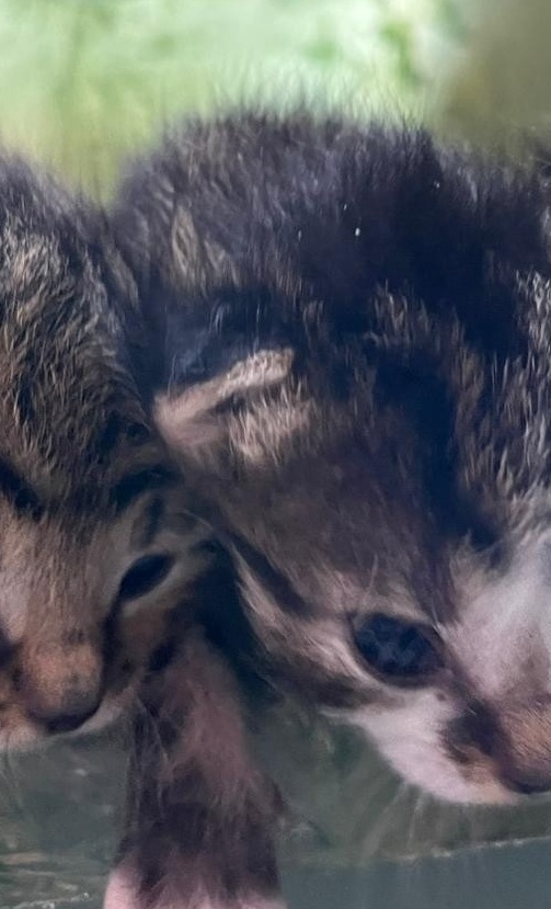 Kastrationsaktion Streunerkatzen