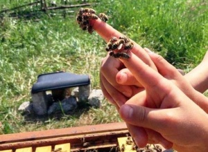 Bienen am Schulbauernhof