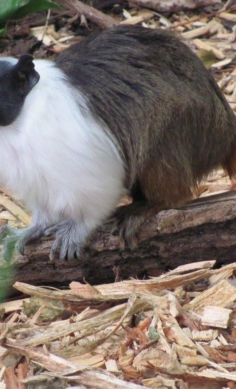 Neue Anlage für Zweifarbtamarine im Tiergarten Kleve