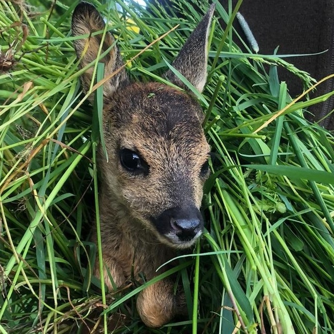 Drohne für Wildtierrettung