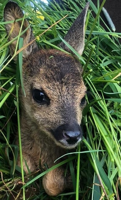 Drohne für Wildtierrettung