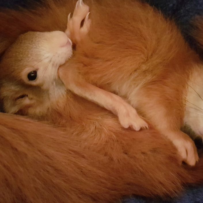 Auswilderungsvoliere Eichhörnchen