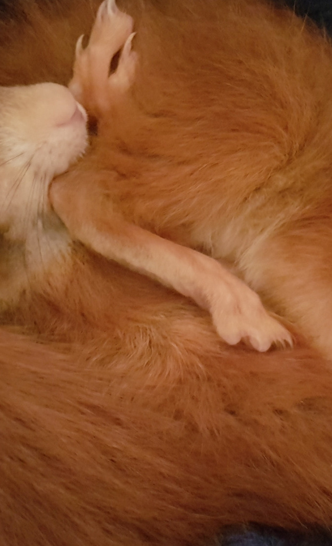 Auswilderungsvoliere Eichhörnchen