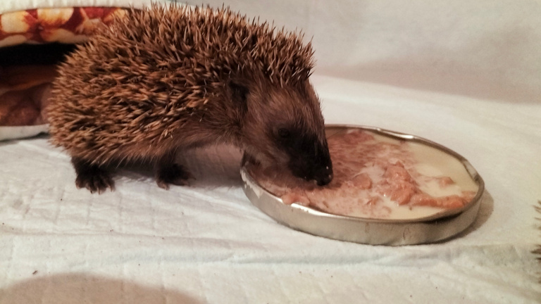 Igelrettung Ortenau braucht zwei Inkubatoren für kranke Igel