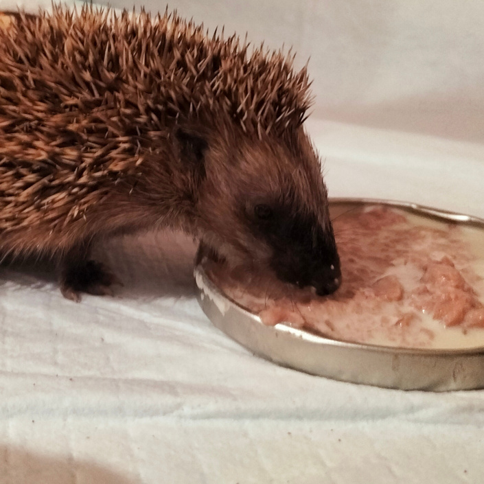 Igelrettung Ortenau braucht zwei Inkubatoren für kranke Igel