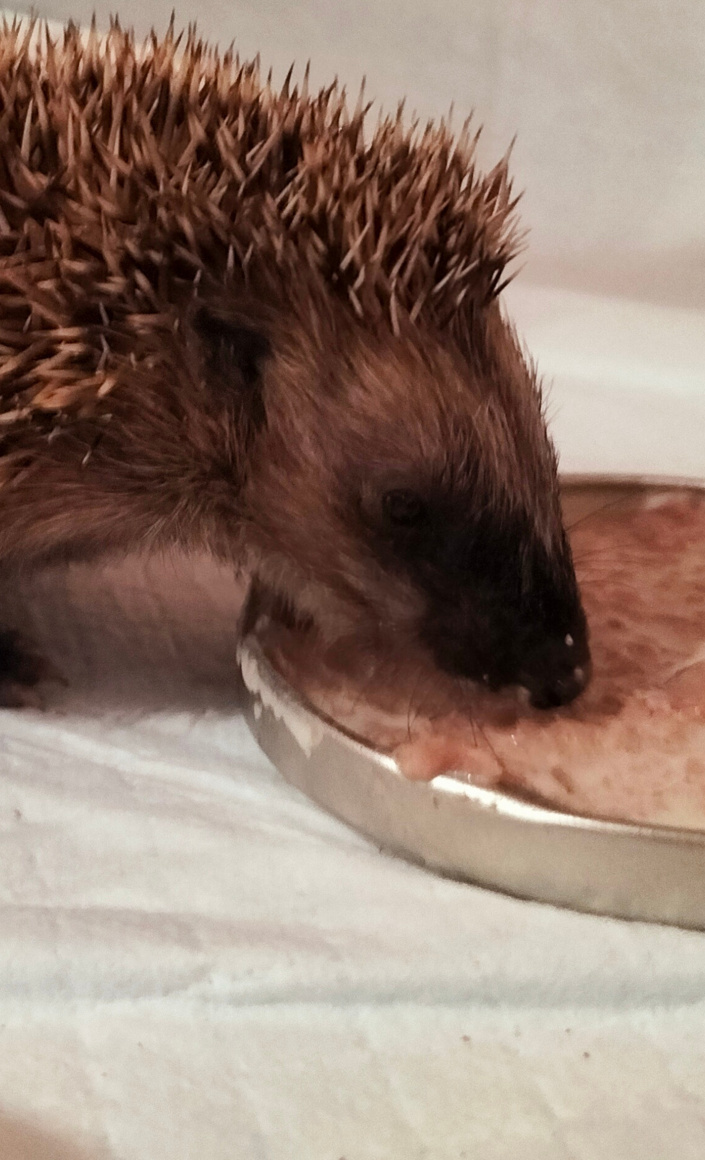 Igelrettung Ortenau braucht zwei Inkubatoren für kranke Igel