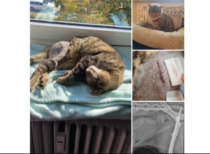 Unsere akuten Notfellchen Chester und Tiger