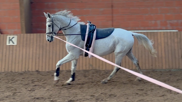 Voltigier- und Reitpferd Giotto für den