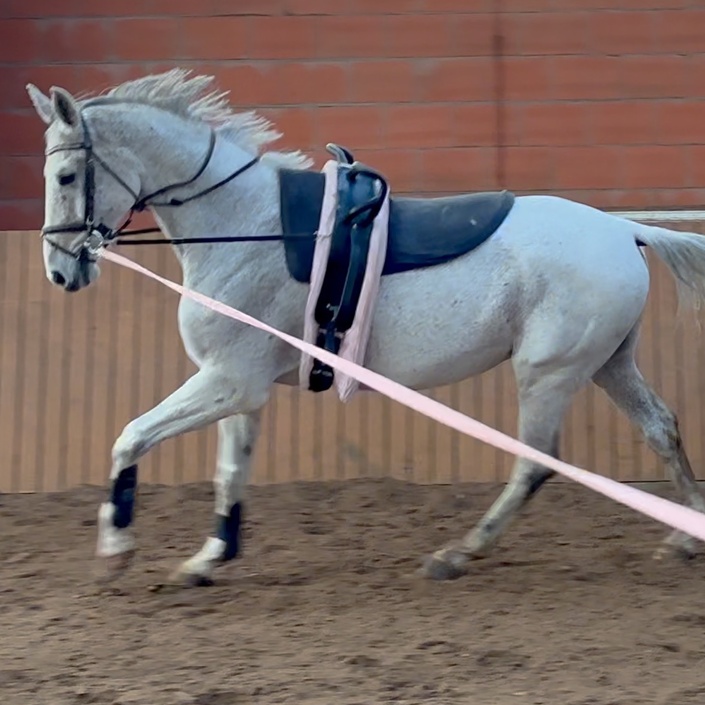 Voltigier- und Reitpferd Giotto für den