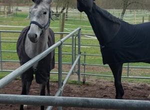 Kauf eines neuen Vereinspferdes RG Hegnach-Oeffingen