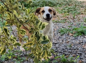 Help for Shelter Dogs Vermittlungsstelle München
