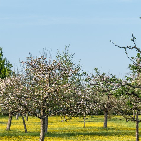 Streuobst- und Blühwiese in Abbensen