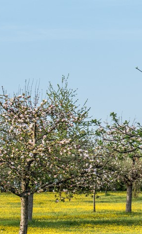 Streuobst- und Blühwiese in Abbensen