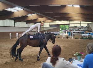 Lehrmeister auf vier Hufen