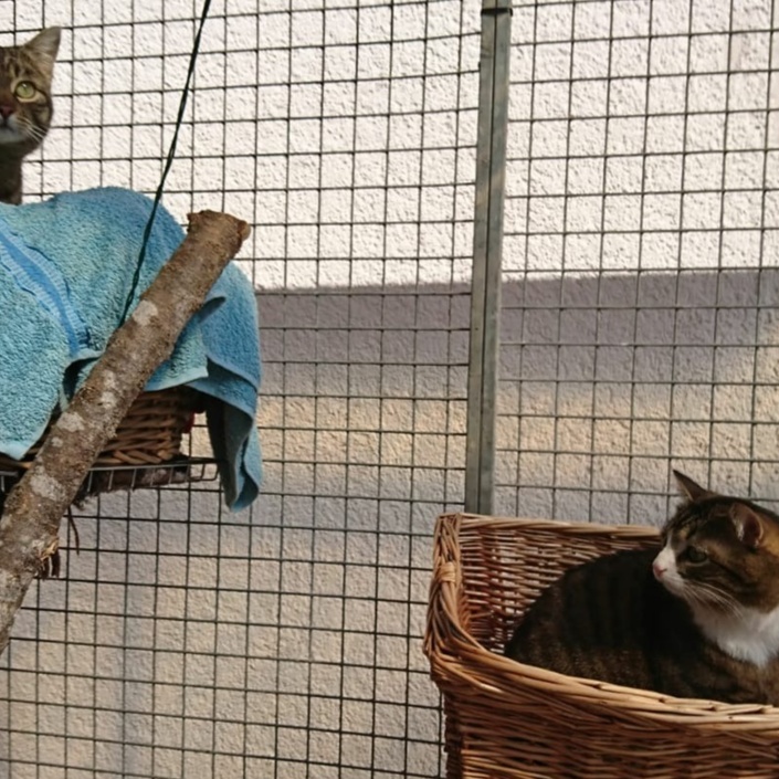 Auffangstation - neues Katzengehege