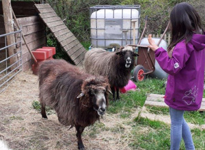 Tierisch stark! Kinder und Tiere – unser Erfolgskonzept