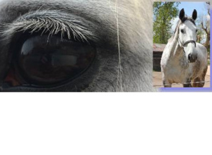 ............. - unser wichtigster Trainingspartner