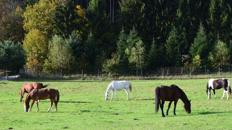 Corona-Hilfe für Reitverein Gut Dürnhof