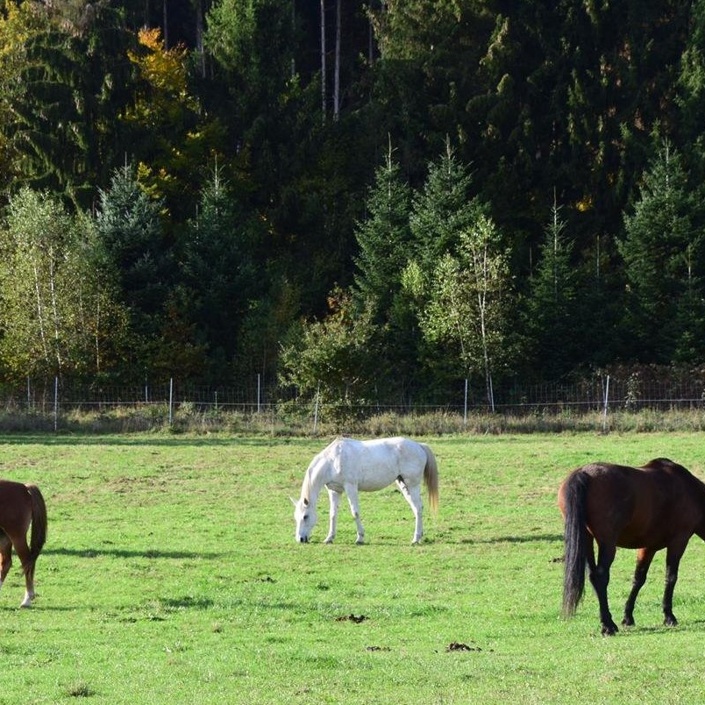 Corona-Hilfe für Reitverein Gut Dürnhof