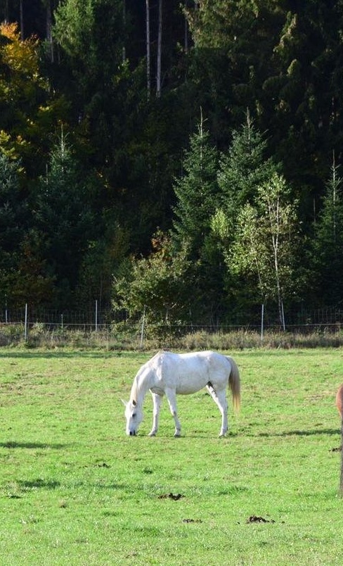 Corona-Hilfe für Reitverein Gut Dürnhof