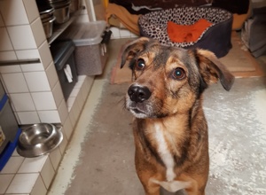 Hundeheim artgerecht ausbauen