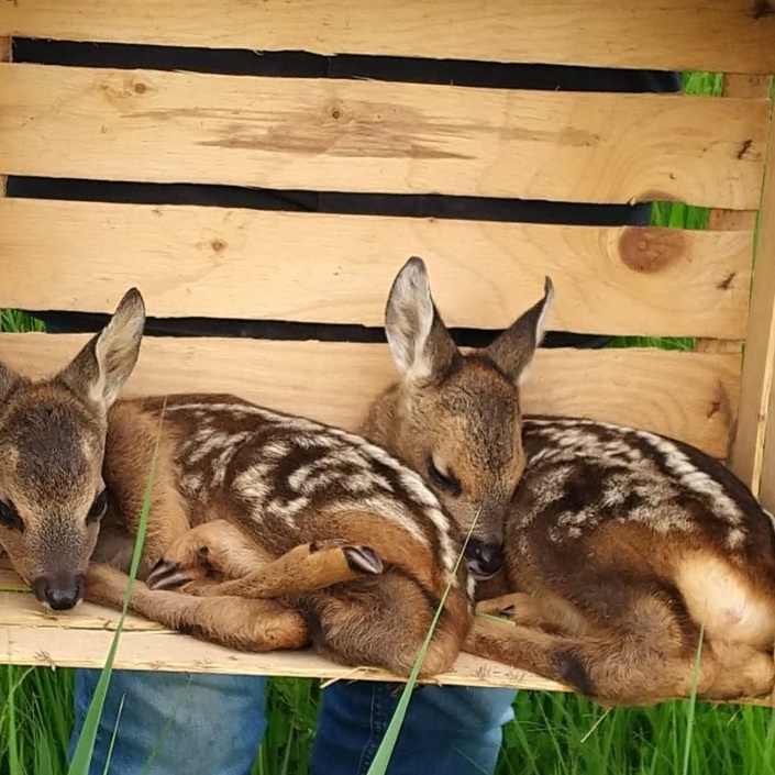 Kitzretter aus der Luft: Gemeinsam für den Tierschutz