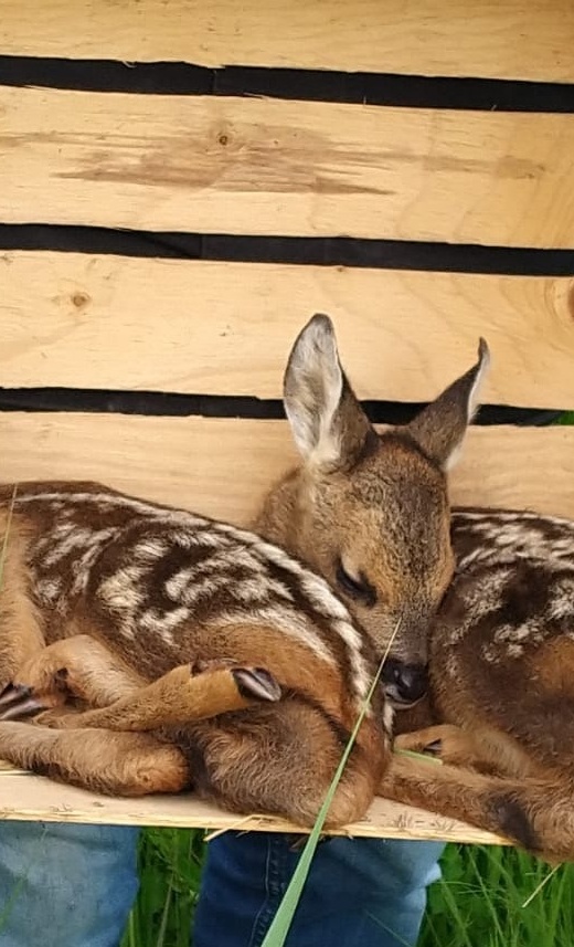 Kitzretter aus der Luft: Gemeinsam für den Tierschutz
