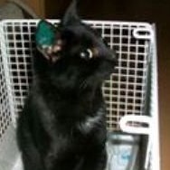 Katzen Kastrationen des TSV Markdorf