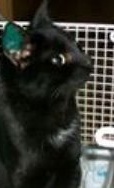 Katzen Kastrationen des TSV Markdorf