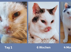 Finanzierung von Tierarzt- und Futterkosten