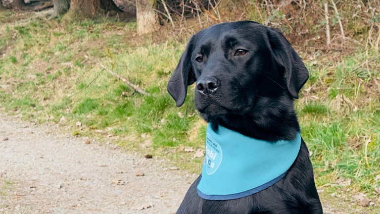 Tierärztliche Eignungsuntersuchungen für 2 Labrador Retriever
