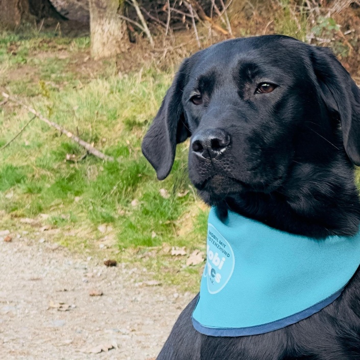 Tierärztliche Eignungsuntersuchungen für 2 Labrador Retriever