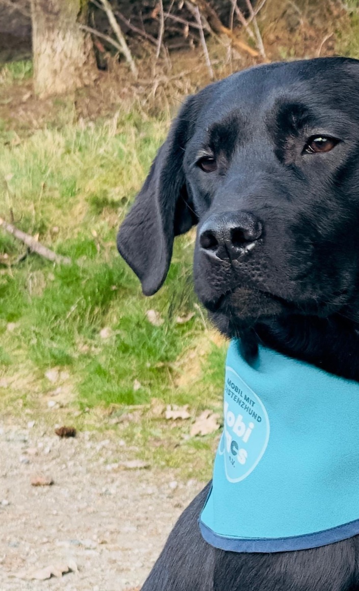 Tierärztliche Eignungsuntersuchungen für 2 Labrador Retriever