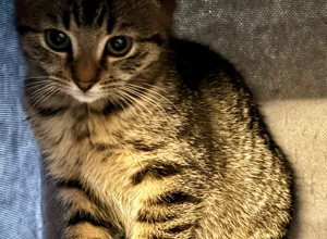 Ein Ozongerät und ein Bautrockner für das Katzenhaus