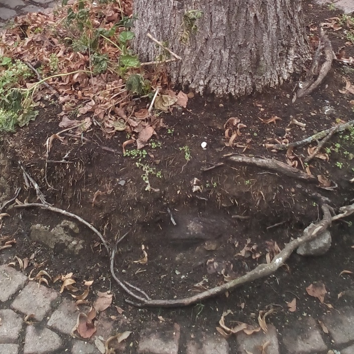 Bäume am Gänsmarkt - ökologische Sanierung der Baumscheiben
