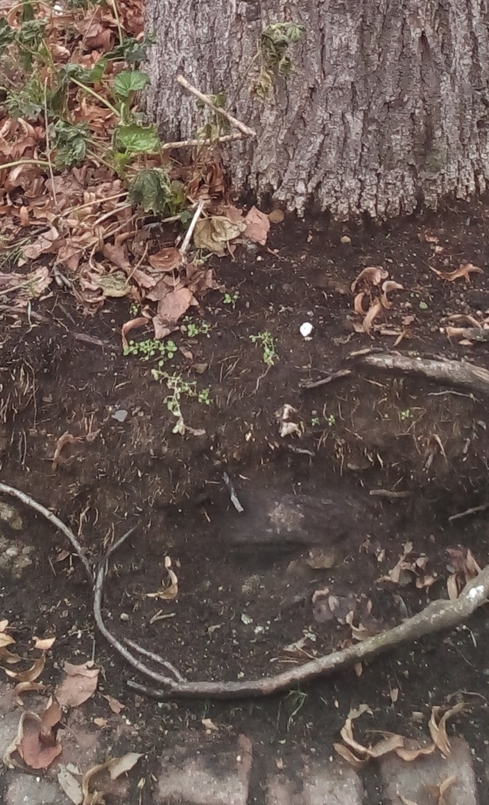 Bäume am Gänsmarkt - ökologische Sanierung der Baumscheiben